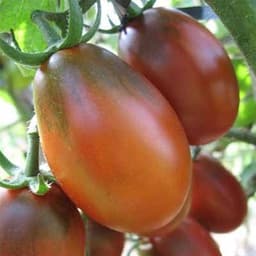 Насіння помідорів Шоколадний зайчик, фото 1