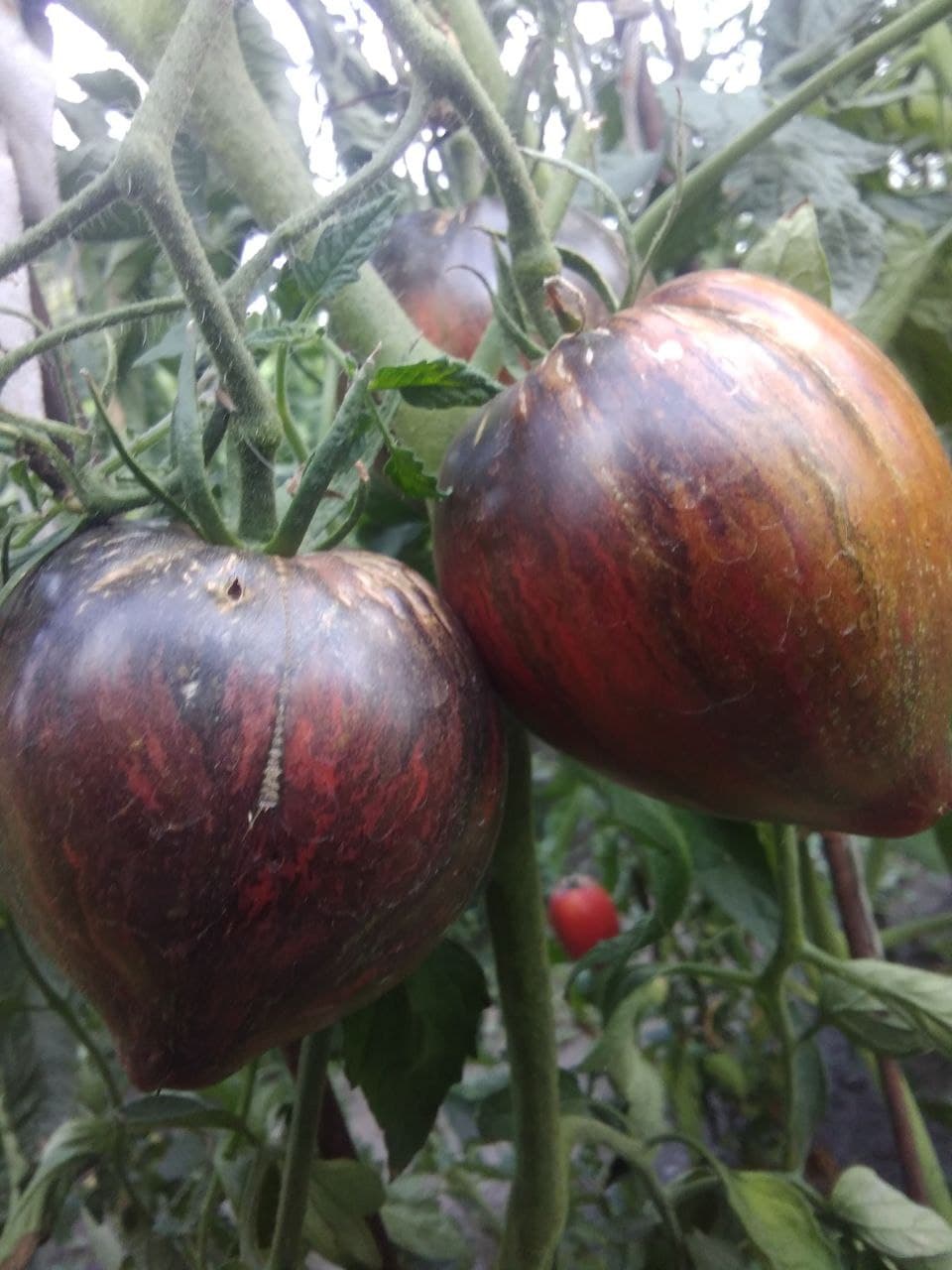 Насіння помідорів Зоряний винищувач прайм