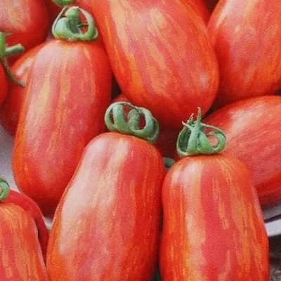 Насіння помідорів Груша полосата