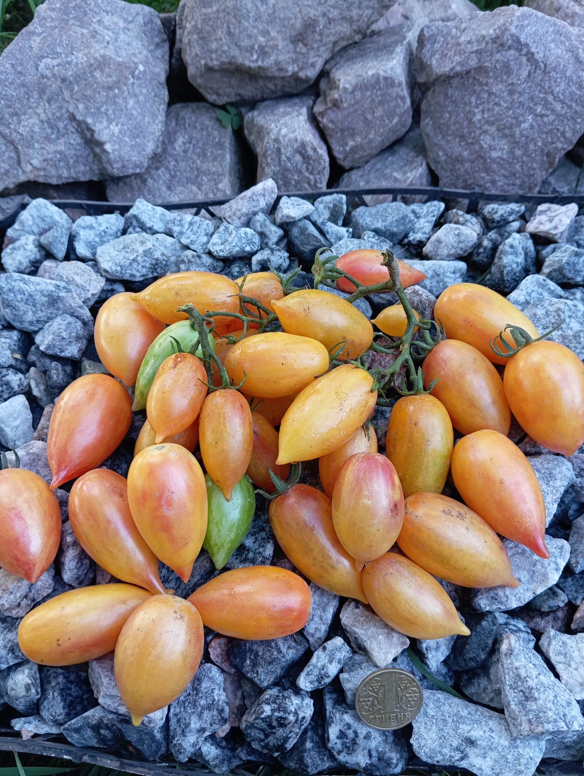 Насіння помідорів Казкова магія — купити з доставкою по Україні