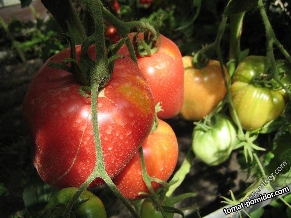 Насіння помідорів Володар мінусинський — купити з доставкою по Україні