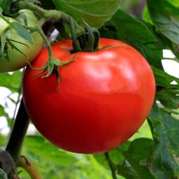 Насіння помідорів Банзай, фото 2