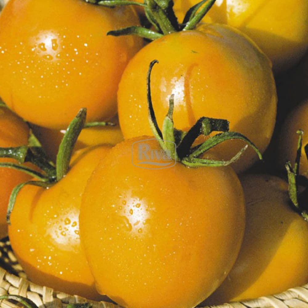 Насіння помідорів Де барао жовтий