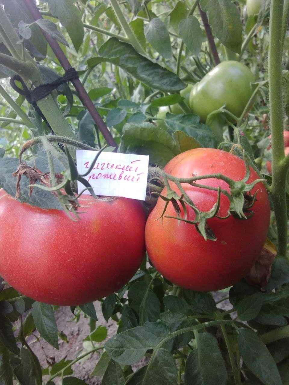 Насіння помідорів Грецький рожевий