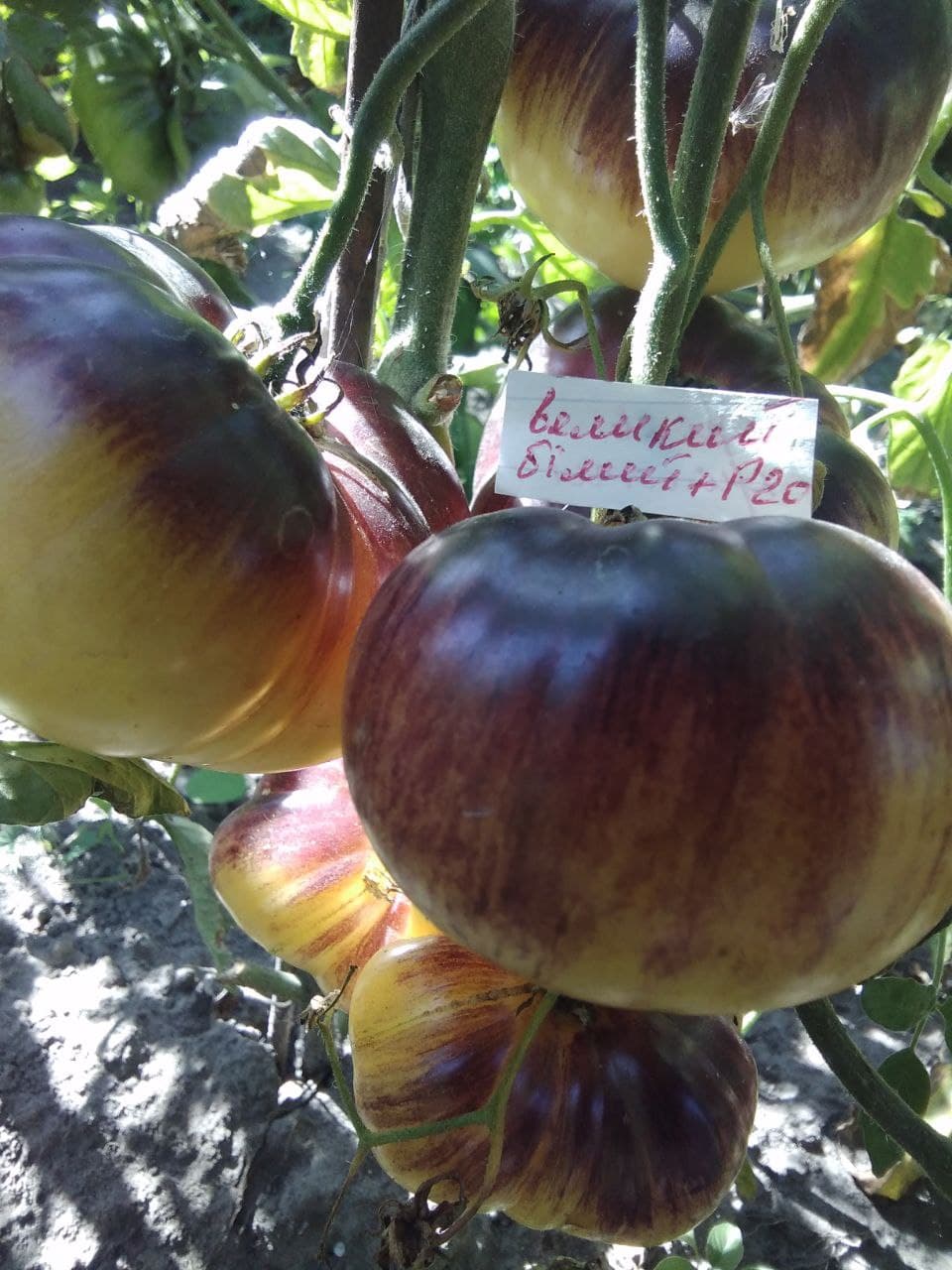 Насіння помідорів Великий білий+Р20