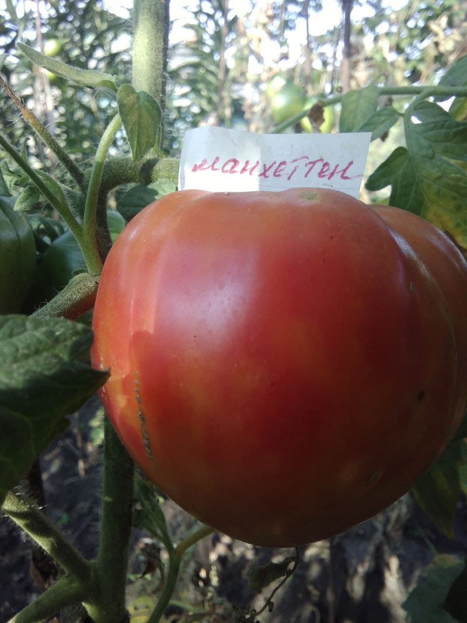 Манхеттен біколор