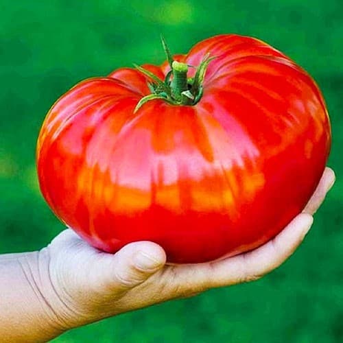 Насіння помідорів Мільйонер