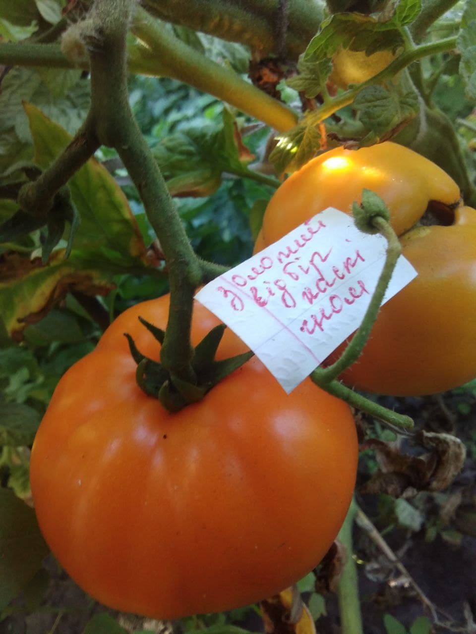 Насіння помідорів Золотий відбір хаскі — купити з доставкою по Україні