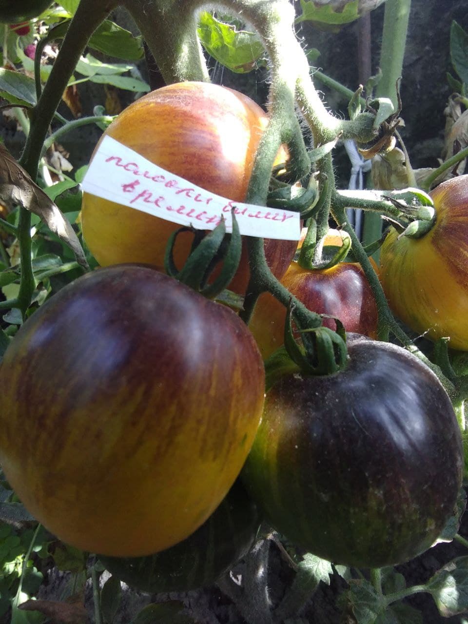 Насіння помідорів Смужки минулих часів