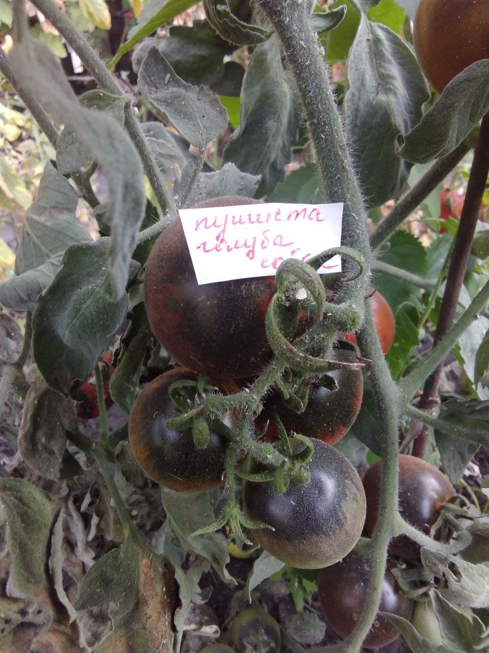 Насіння помідорів Пушиста голуба сойка — купити з доставкою по Україні