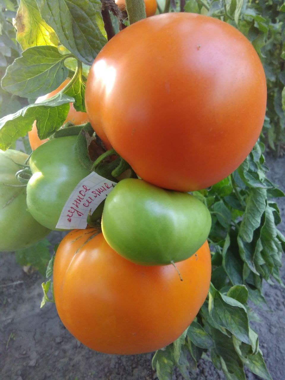 Насіння помідорів Лунное сияние