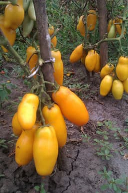 Насіння помідорів Римська свічка, фото 1