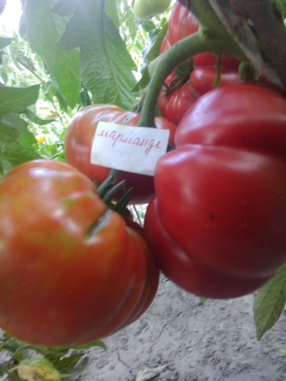 Насіння помідорів Марманде
