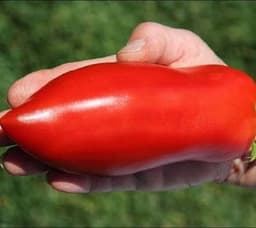 Насіння помідорів Американський довгий, фото 2