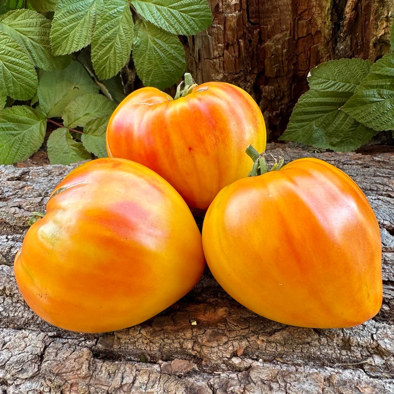 Серце абрикосової зебри