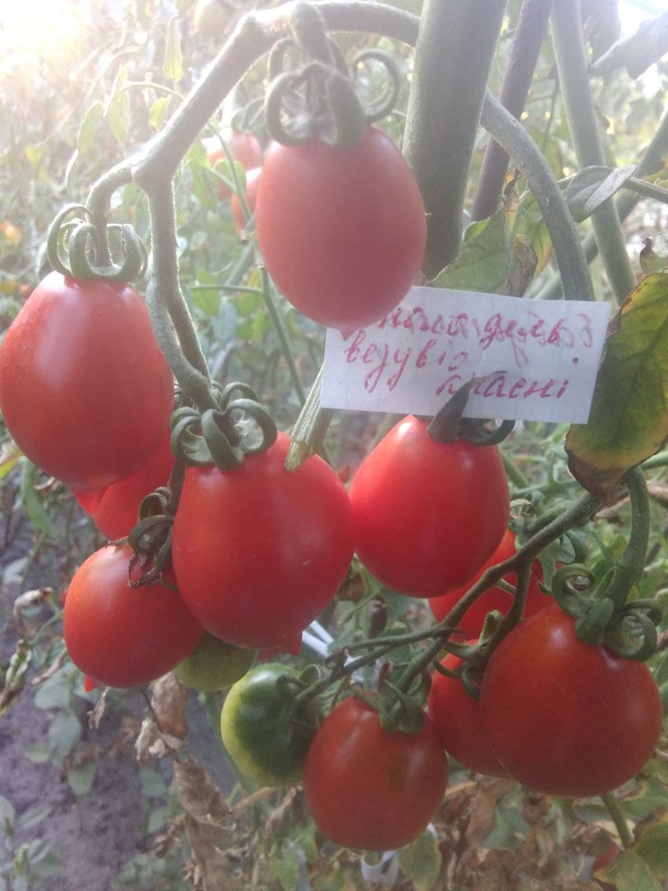 П'єноло Дель Везувіо (черрі)