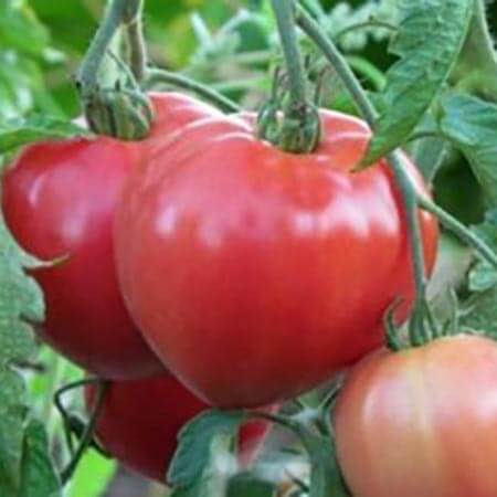 Насіння помідорів Абаканський рожевий — купити з доставкою по Україні