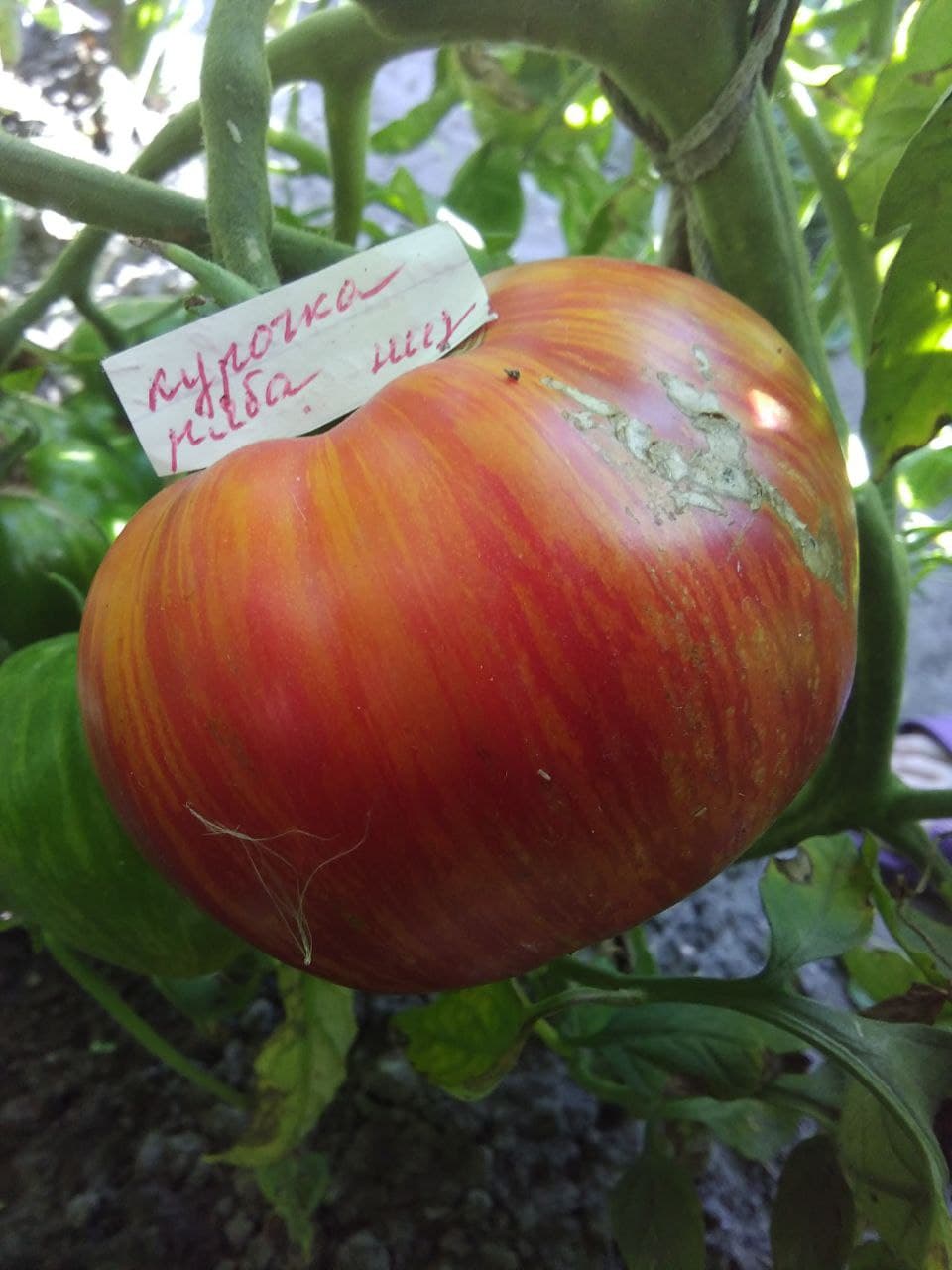 Насіння помідорів Курочка ряба