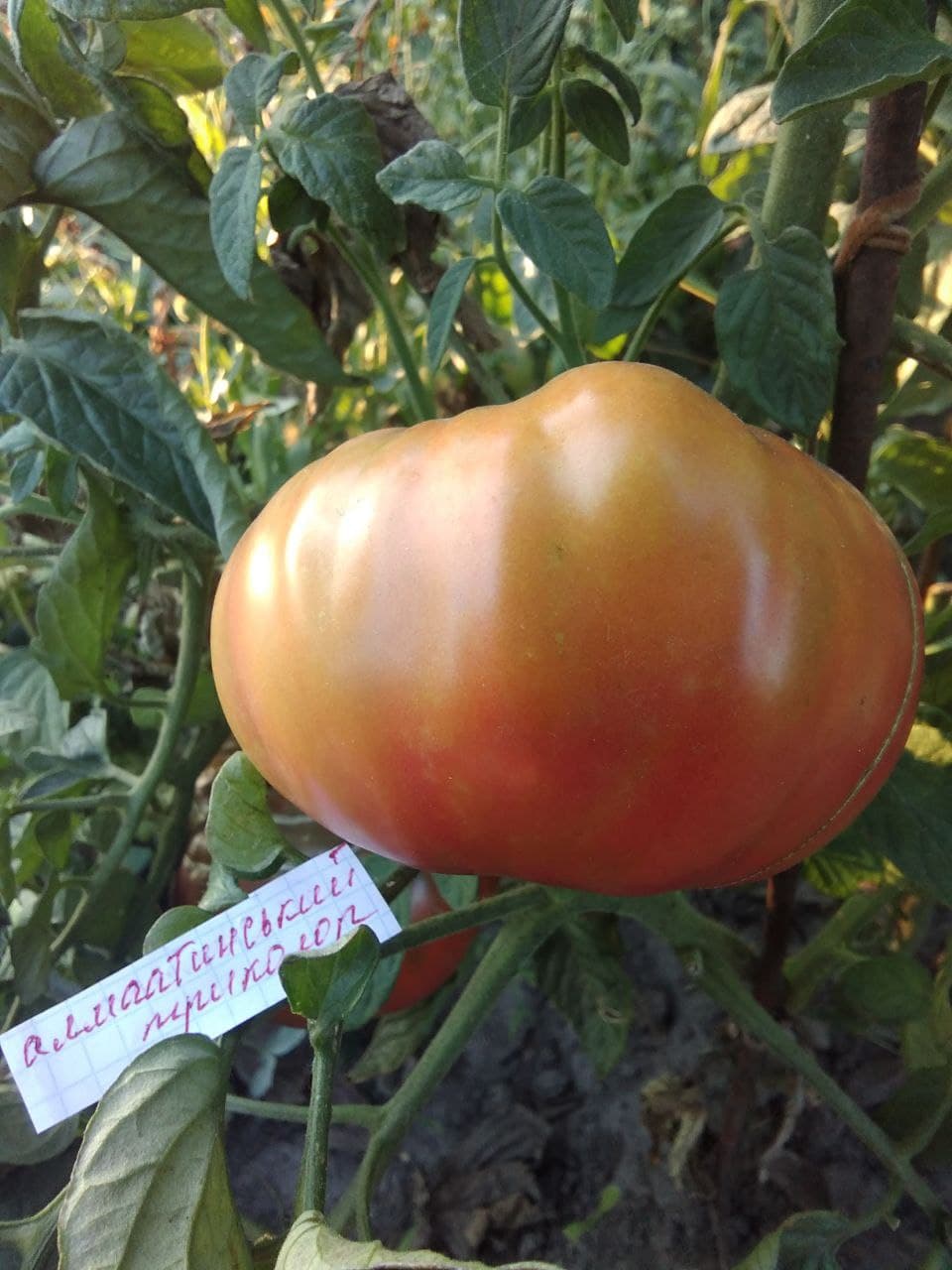 Насіння помідорів Алмаатинський триколор