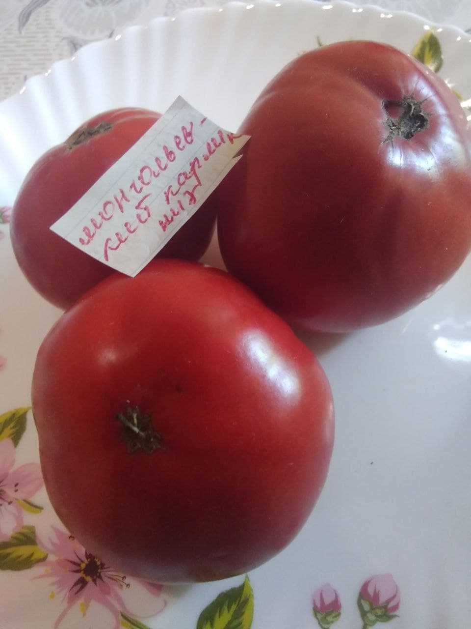 Насіння помідорів Монгольський карлик