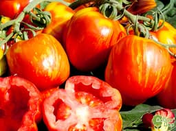 Насіння помідорів Полосата печера, фото 2