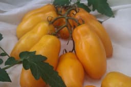 Насіння помідорів Римська свічка, фото 2