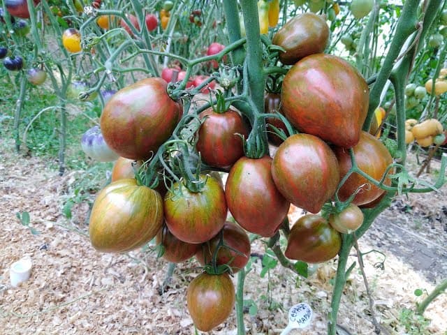 Серце Марші