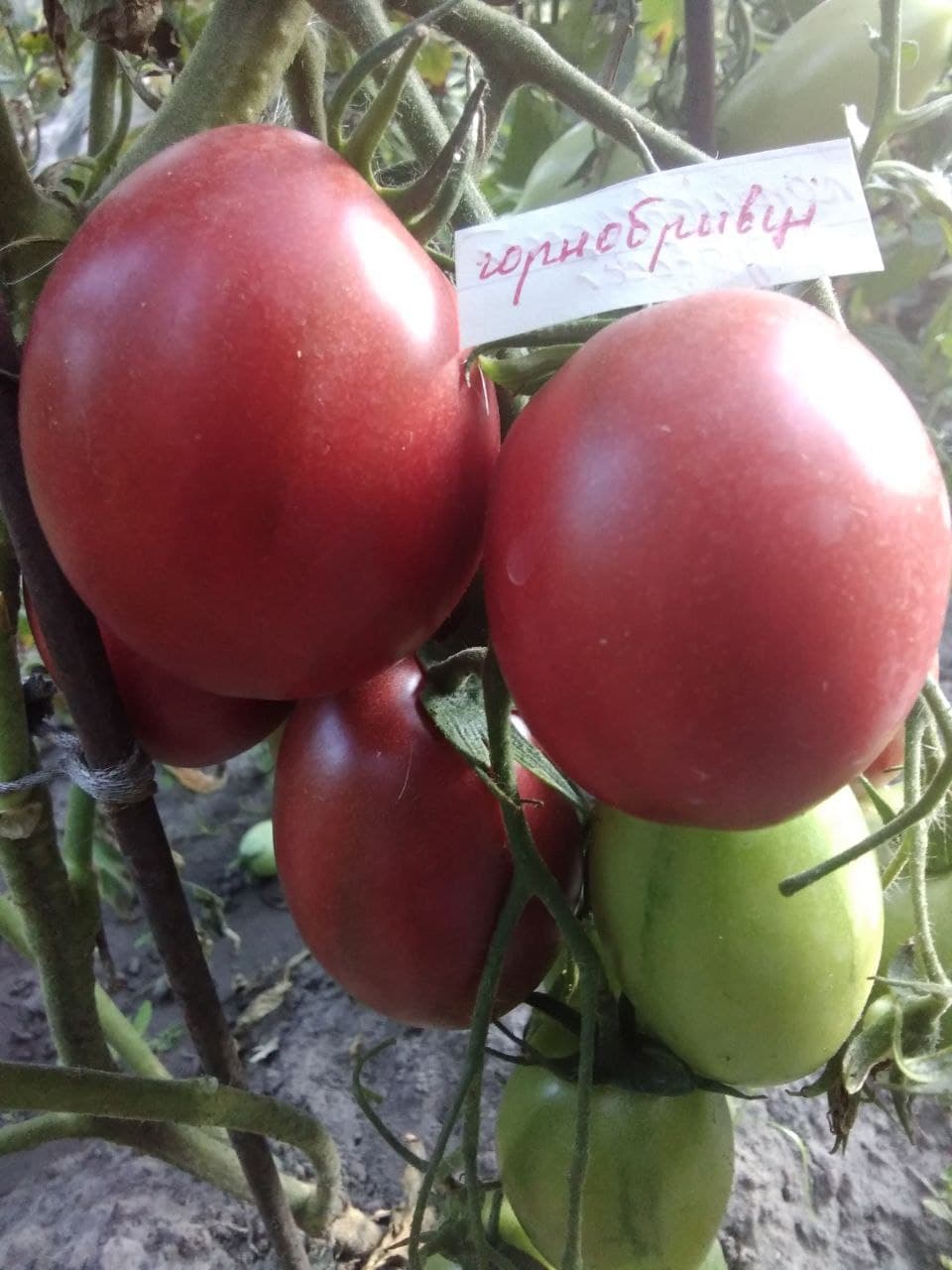 Насіння помідорів Чорнобривці