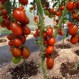 Насіння помідорів Де барао чорний, фото 3