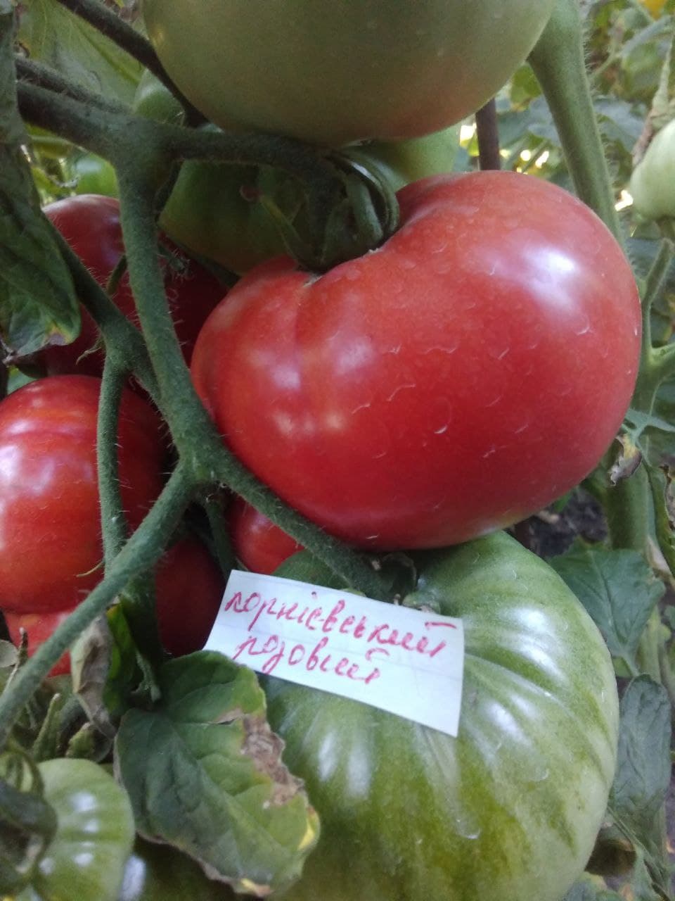 Насіння помідорів Корніївський розовий