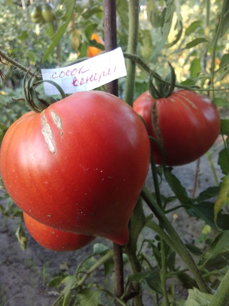 Насіння помідорів Сосок Венери