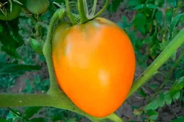 Насіння помідорів Рейна — купити з доставкою по Україні