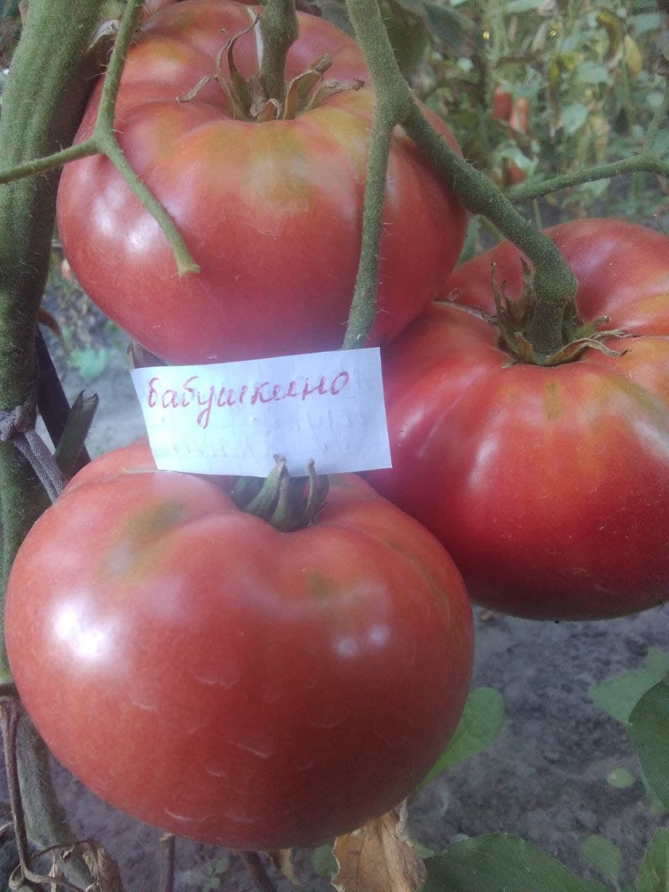 Насіння помідорів Бабушкіно — купити з доставкою по Україні