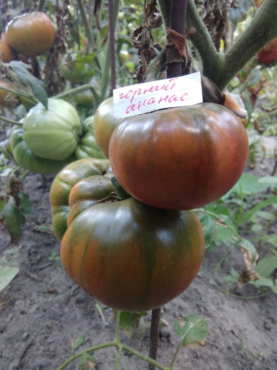 Насіння помідорів Чорний ананас — купити з доставкою по Україні