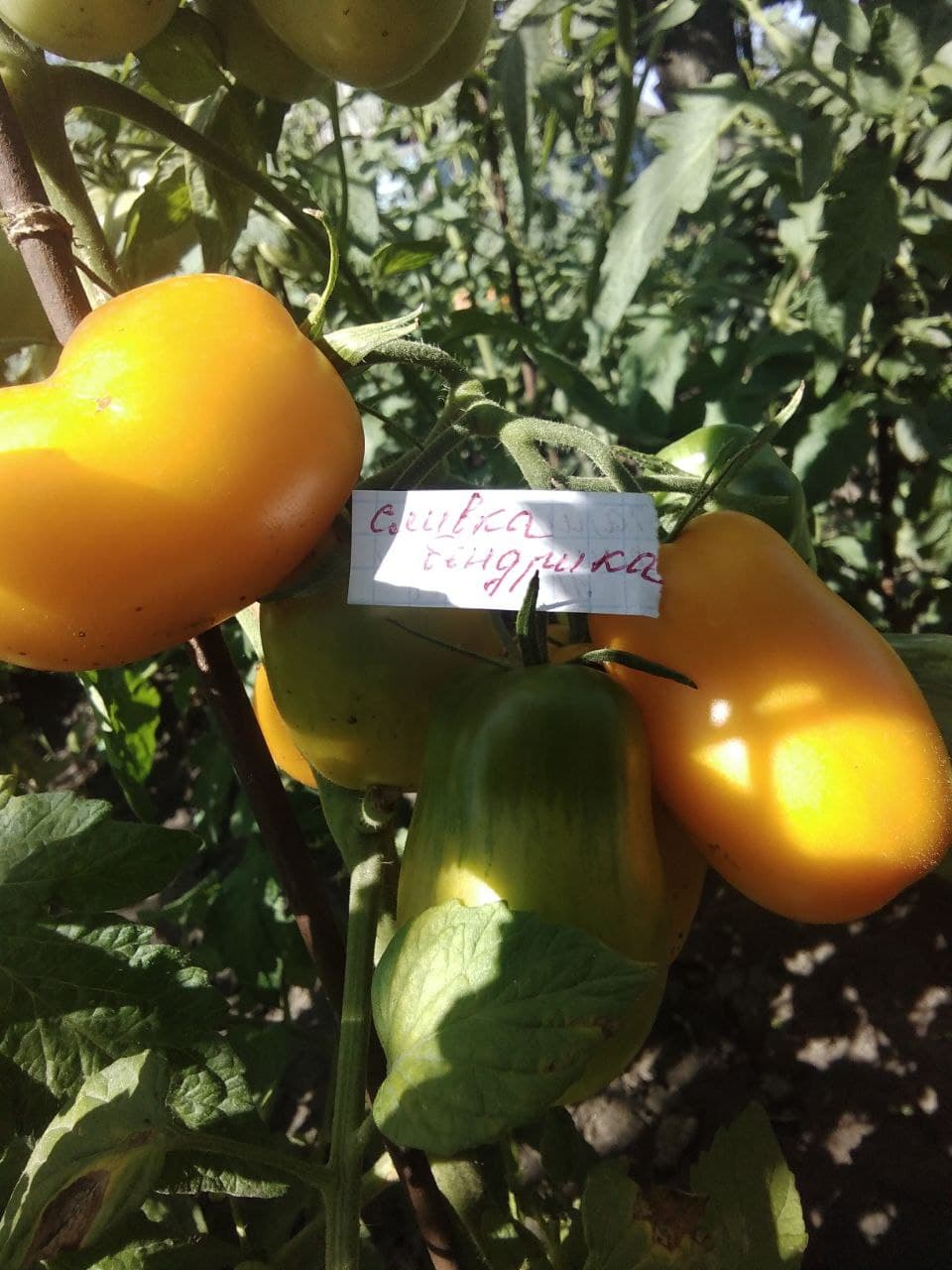 Насіння помідорів Сливка Бендрика жовта