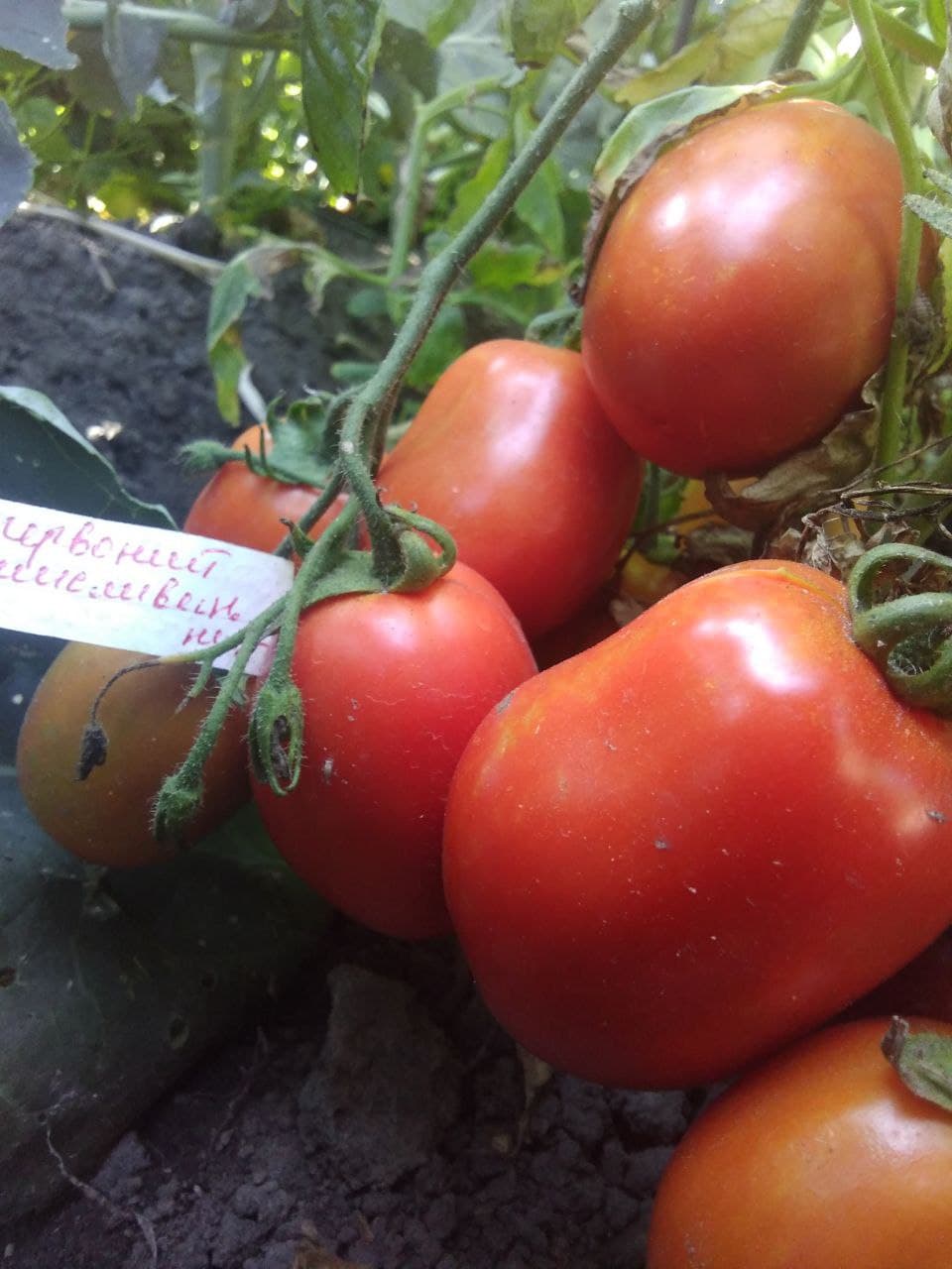 Насіння помідорів Красний мисливець — купити з доставкою по Україні