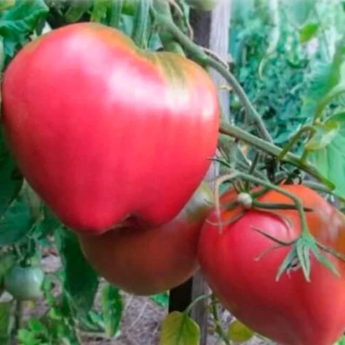 Насіння помідорів Фатіма