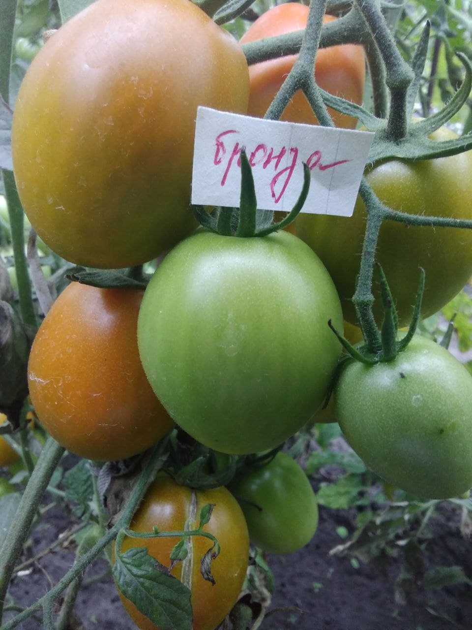 Насіння помідорів Бронза