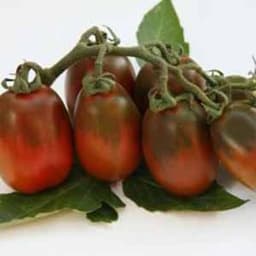 Насіння помідорів Шоколадний зайчик, фото 2