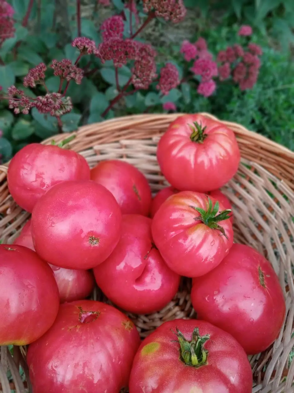 Українська Олена