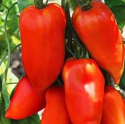 Насіння помідорів Американський довгий, фото 1