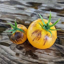 Насіння помідорів Шоколадний мармелад, фото 2
