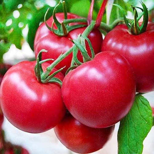 Насіння помідорів Банзай — купити з доставкою по Україні