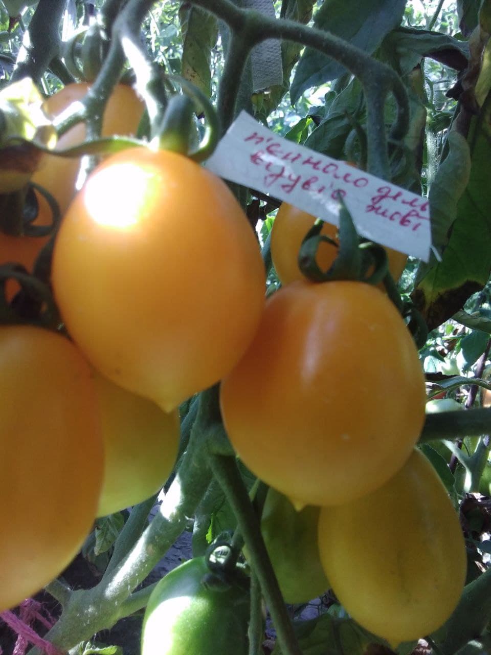 П'єноло Дель Везувіо жовті