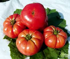 Насіння помідорів Мільйонер, фото 2