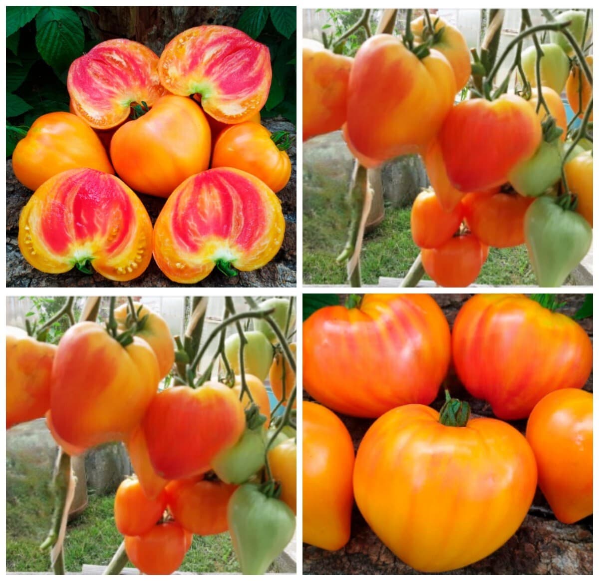 Насіння помідорів Ізолнер біколор — купити з доставкою по Україні