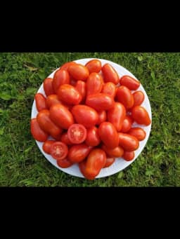 Насіння помідорів Груша полосата, фото 2