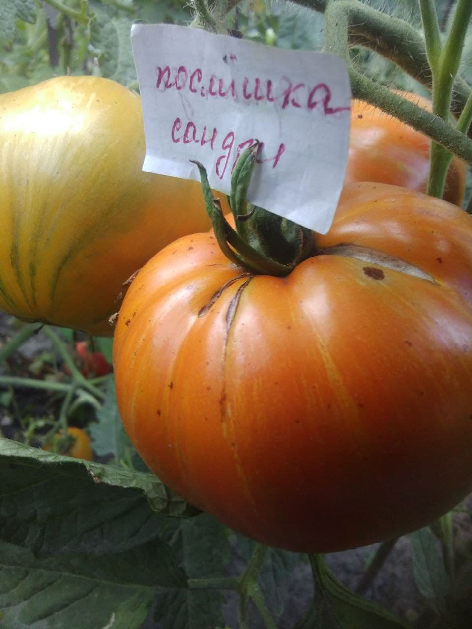 Насіння помідорів Усмішка Сандри — купити з доставкою по Україні