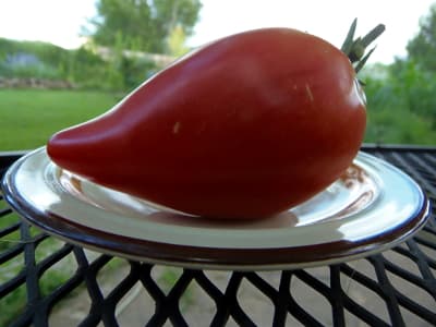 Насіння помідорів Знаменита полуниця місіс Шлаубах — купити з доставкою по Україні