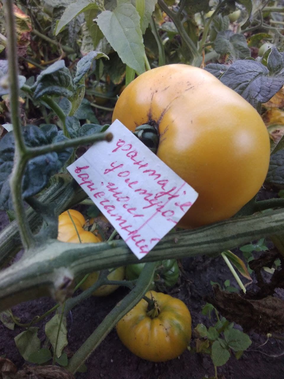 Фантазія Уолтера